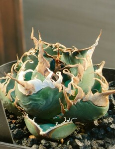 [hiiro] largish rare agave demon . stock agave titanota BAKEMONO( inspection chitanota Akuma-kun bake mono super chitanota Italy 
