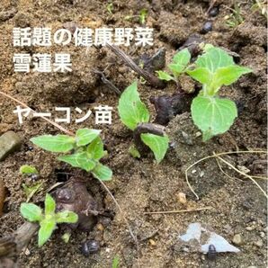 岐阜産、自然任せ栽培、農薬や化学肥料や除草剤未使用、話題の健康野菜、雪蓮果、ヤーコン苗、4株