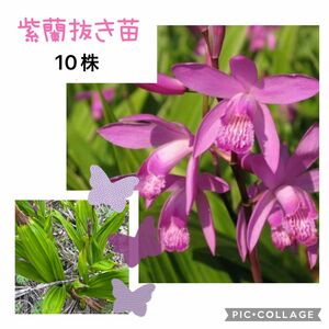 山野草　紫蘭　シラン　抜き苗　球根10株