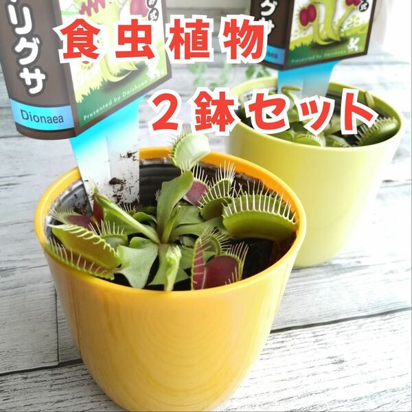 【2個セット】食虫植物　ハエトリグサ　3.5号鉢　プラ鉢　ガーデニング　観葉植物　苗　水生植物　プランツ　ハエトリソウ