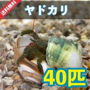 [40 piece +α] hermit crab sp Hyogo prefecture production sitakakoke taking ..