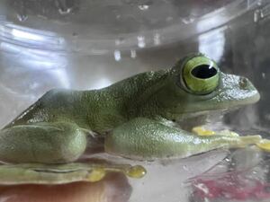 ★アマミアオガエル★ Rhacophorus viridis amamiensis★ Amami gｒｅｅｎ ｔｒｅｅ　frog★幼生3匹★