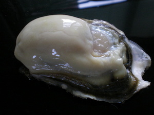 道東釧路の新鮮　厚岸産　特大殻付活牡蠣（150g~200g以上）　　20個　生食可能