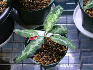 ②【LA便】アグラオネマピクタム Aglaonema pictum 【LA0121-01z-b】