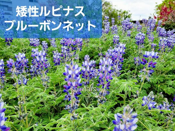 ●秋まき● 矮性 ルピナス ブルーボンネット 種30粒 2024年採取