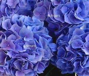 マリンブルー　紫陽花　ハイドランジア　挿し穂 ×１本