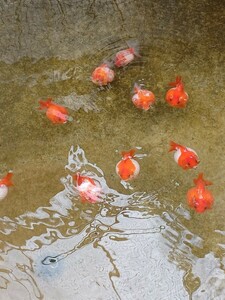 【媛ピンポン】ピンポンパール幼魚(上物個体)10匹セットNo.1