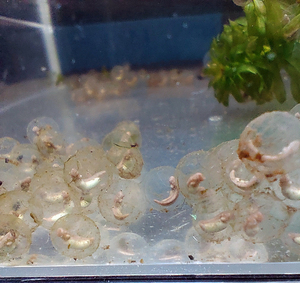  Ame iro wart newt. complete have . egg Hatchback size front 7 piece prompt decision 3 piece plus total 10 piece 