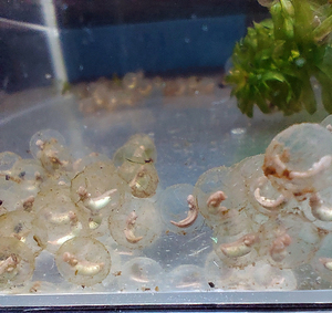  Ame iro wart newt. complete have . egg Hatchback size front 7 piece prompt decision 3 piece plus total 10 piece B