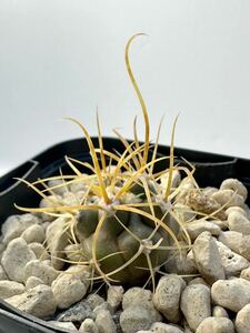 Ferocactus chrysacahthus フェロカクタス 金冠竜 実生株 黄長刺 選抜 サボテン 