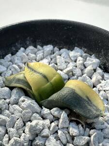 Gasteria armstrongii variegated 希少な斑入り ガステリア 酒井臥牛錦 実生株 多肉植物 アフリカ原産 送料込