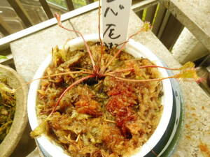  meal insect plant sajibamousengoke tail .( large Shimizu ) production 1 stock 