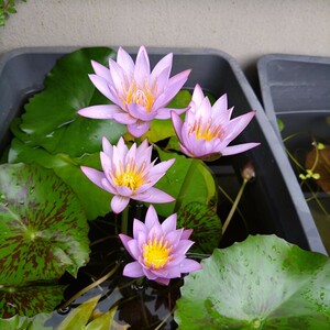 キーラルゴ ムカゴ苗 熱帯睡蓮 ムカゴ種 花上がり良 スイレン ビオトープ メダカ 水生植物 水草 ガーデニング 金魚 錦鯉 ヌマエビ B