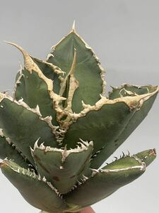 多肉植物　アガベ　チタノタ　【AGAVE TITANOTA】 狼人　強棘 極上美株 0014