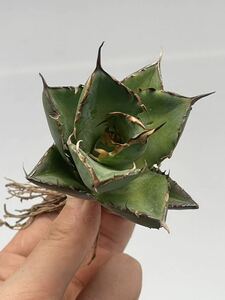 多肉植物　アガベ　チタノタ　【AGAVE TITANOTA】 ハデス　恐竜牙歯　極上強棘 特選優良株　0013