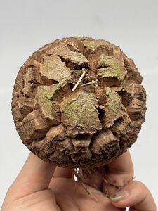 多肉植物　アフリカ　亀甲竜　塊根植物 サボテン幅: 8.7cm 03