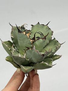 多肉植物　アガベ　チタノタ　【AGAVE TITANOTA】 黒鯨　極上強棘 特選優良株　0013