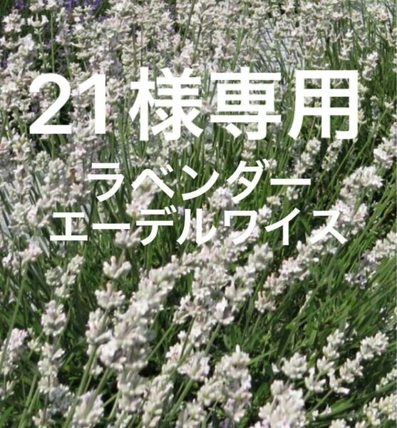 純白の花 ラベンダー エーデルワイスとピンクの花 ミスキャサリン 苗 抜き苗 品種ラベル付 4ポット分