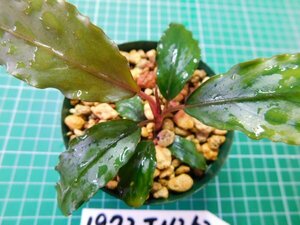 ◎1972TN262　 (自家栽培）水草　ブセファランドラ　Bucephalandra sp. ダークブルー①