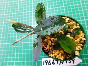 ◎1966TN138　 (自家栽培）水草　ブセファランドラ　Bucephalandra sp. Apple Leaf from KataBaru Timur-1 AZ-0311-11