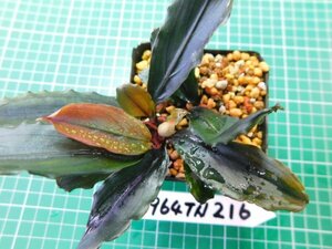 ◎1964TN216　 (自家栽培）水草　ブセファランドラ　Bucephalandra sp. Sekadau Blue