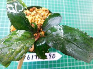 ◎1961TN290　 (自家栽培）水草　ブセファランドラ　Bucephalandra sp.グリーンブロードリーフ②