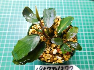 ◎1957TN277　 (自家栽培）水草　ブセファランドラ　Bucephalandra sp. Narcissusナルシス②