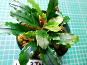 ◎1953TN312　 (自家栽培）水草　ブセファランドラ　Bucephalandra sp. Pina①