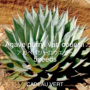 Agave parryi couesii アガベパリーコウエシー種子5粒+1粒