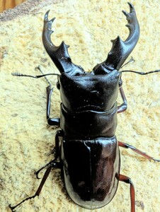 《後食済》ボーリンフタマタ　バミノルム　♂単