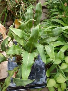 Pyrrosia gralla Corniculate rim 角出し葉　シダ　変異　熱帯植物　着生植物　トロピカルガーデン　山野草　