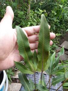 Pyrrosia matsudae（マツダラシャシダ） 角出し葉　シダ　変異　熱帯植物　着生植物　トロピカルガーデン　山野草