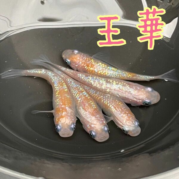【王華】上州メダカ様直系 紅白ラメ 有精卵 30個＋α
