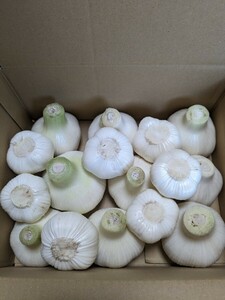  garlic . peace 6 fiscal year Fukuchi white six one-side kind raw garlic Miyagi prefecture production 60 size .1.8 kilogram inserting shipping.