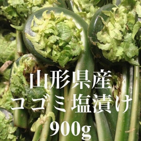 山形県産 コゴミ塩漬け 900g 塩蔵　こごみ　山菜　野菜