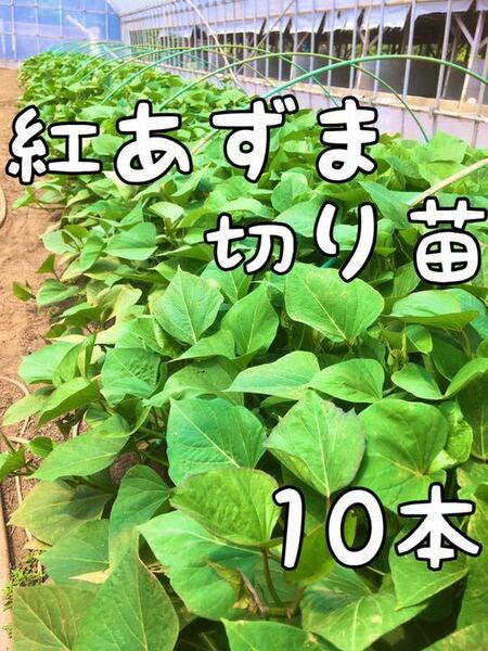 10本☆サツマイモ 【紅あずま】切り苗