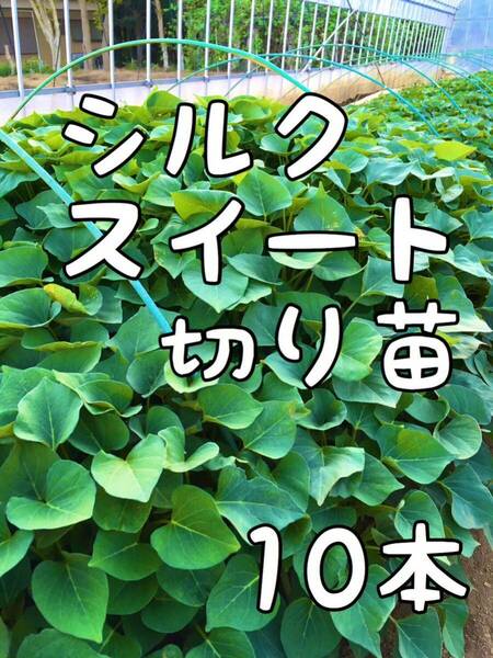 10本☆サツマイモ 【シルクスイート】切り苗