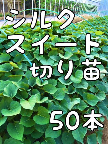 50本☆サツマイモ 【シルクスイート】切り苗