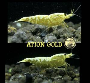 【EbiAtion】【ATIONGOLD】GOLD GALAXY FISHBONE 抱卵ペア