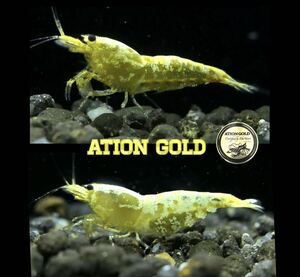 【EbiAtion】【ATIONGOLD】GOLD GALAXY FISHBONE 抱卵ペア