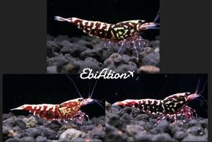 【EbiAtion】RED GALAXY FISHBONE トリオ　オス1 メス2 高額特典あり