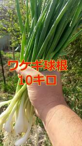 【送料無料/即決】農家も初められるワケギ球根（種球）10キロ