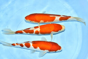 [ colored carp *. white *3 tail set *34 centimeter rom and rear (before and after) * including in a package un- possible ]