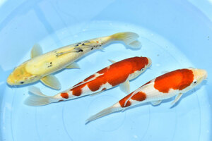 [ colored carp * Mix *3 tail set *30 centimeter rom and rear (before and after) * including in a package un- possible ]