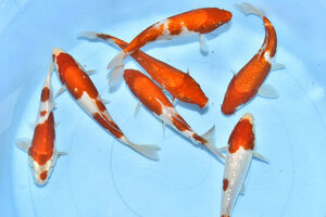 [ colored carp *. white *7 tail set *23 centimeter rom and rear (before and after) * including in a package un- possible ]