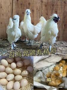 ★★白烏骨鶏有精卵★★ １０個　食用　たまご　卵