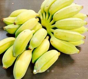 沖縄本島北部産　希少な高級バナナ！　ドワーフナムワバナナ！コンパクトセット！