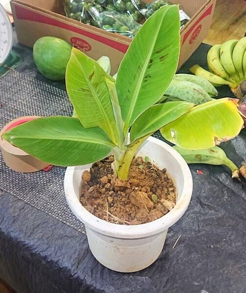 沖縄本島栽培苗　台湾系島バナナ = 3尺バナナの株分苗！