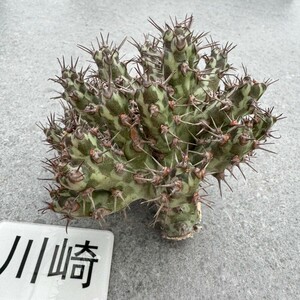 川崎N2333多肉植物 Euphorbia Horwoodii 挿木株
