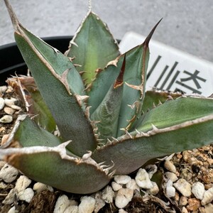  Kawasaki N2336 succulent plant agave Indigo .chitanota